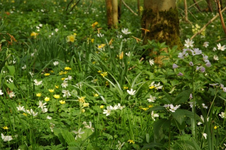 The ground flora of ancient forests can be remarkably species rich