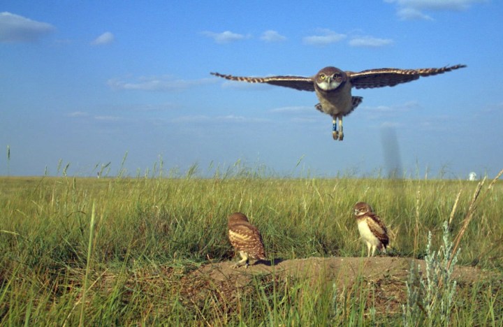 Young burrowing owls near the nest burrow (Photo credit: T. Wellicome).