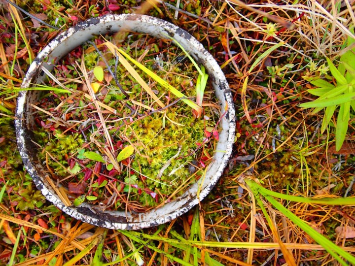 Core used to sample moss biomass