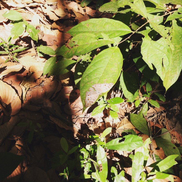 A Grey Pansy butterfly