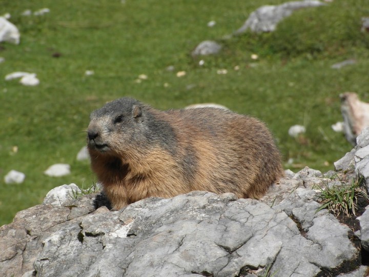 alpine marmot