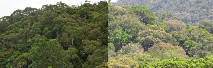 Recovered and primary forests