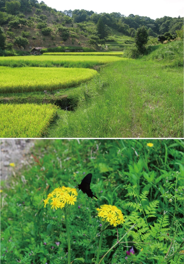 Semi-natural grasslands
