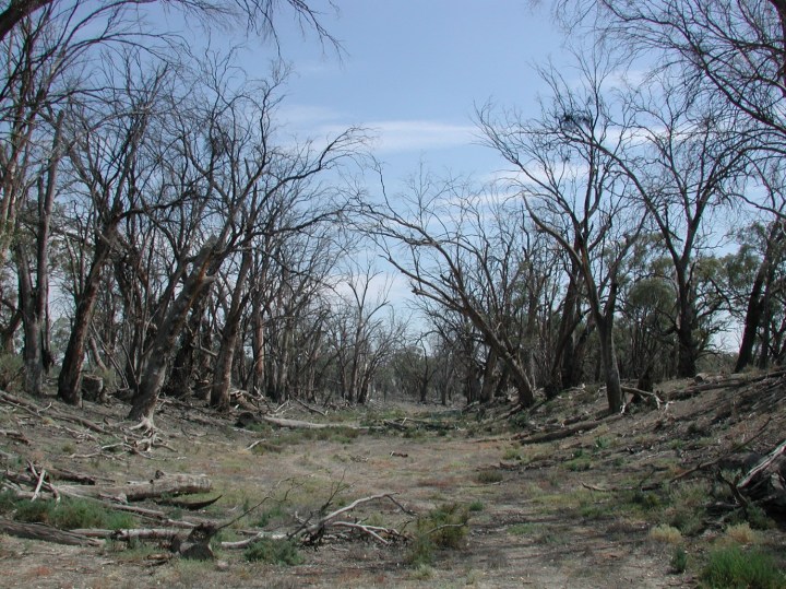 Widespread mortality of floodplain trees