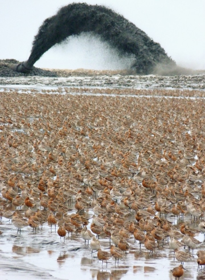 Bar-tailed godwits under assault