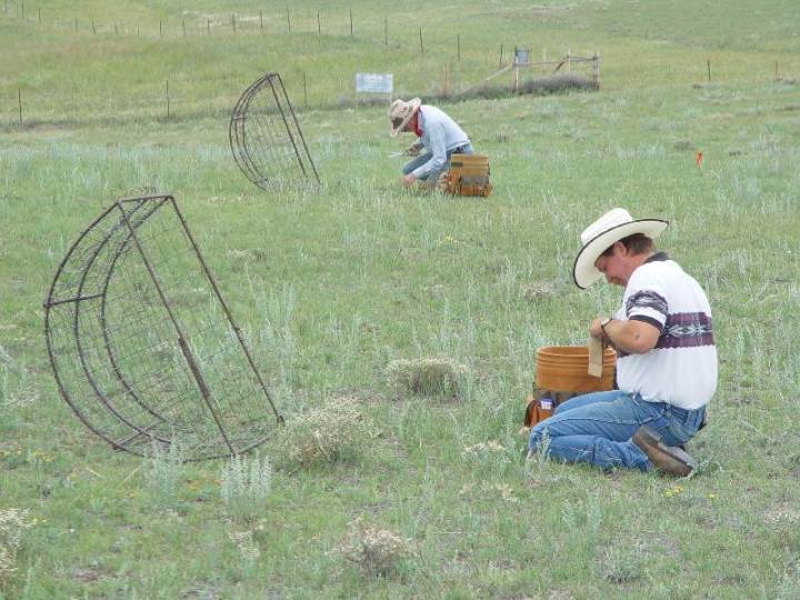 3_Plant_measurements_mixedgrass