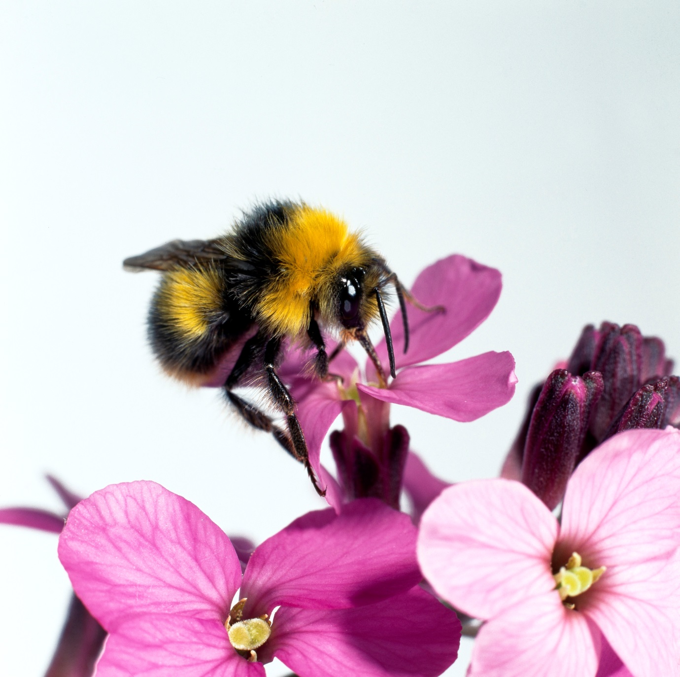 Ecological traits shape bee species’ fates in European agriculture ...