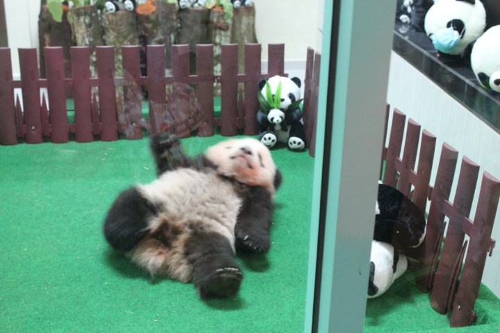Giant Panda Cub