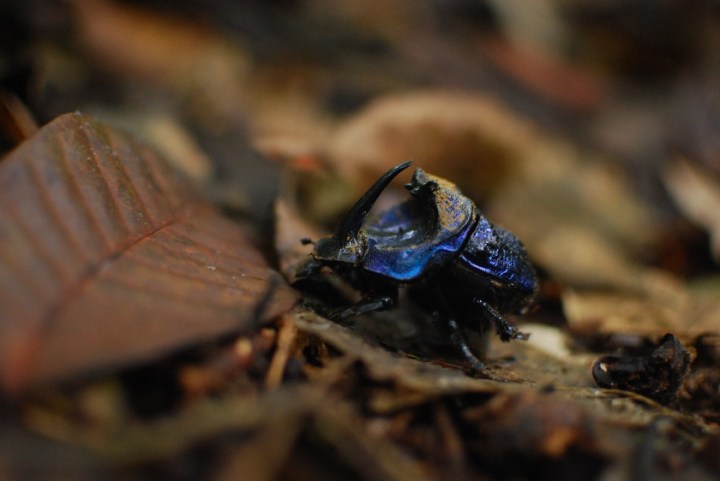 Coprophanaeus lancifer