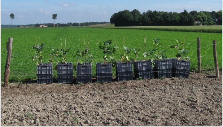 plants at different field sites