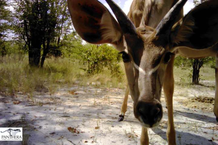 greaterkudu2