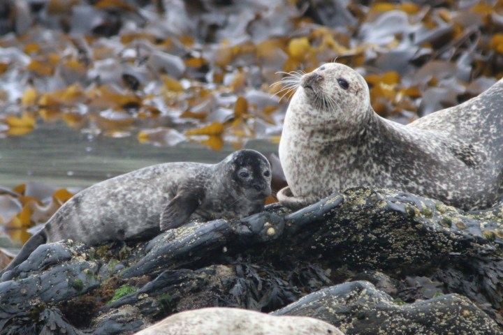 harbour_seal3_credit-Monica Arso_SMRU