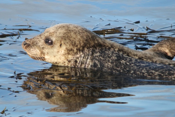 harbour_seal6_credit-Monica Arso_SMRU