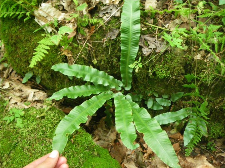 Hart’s-tongue fern