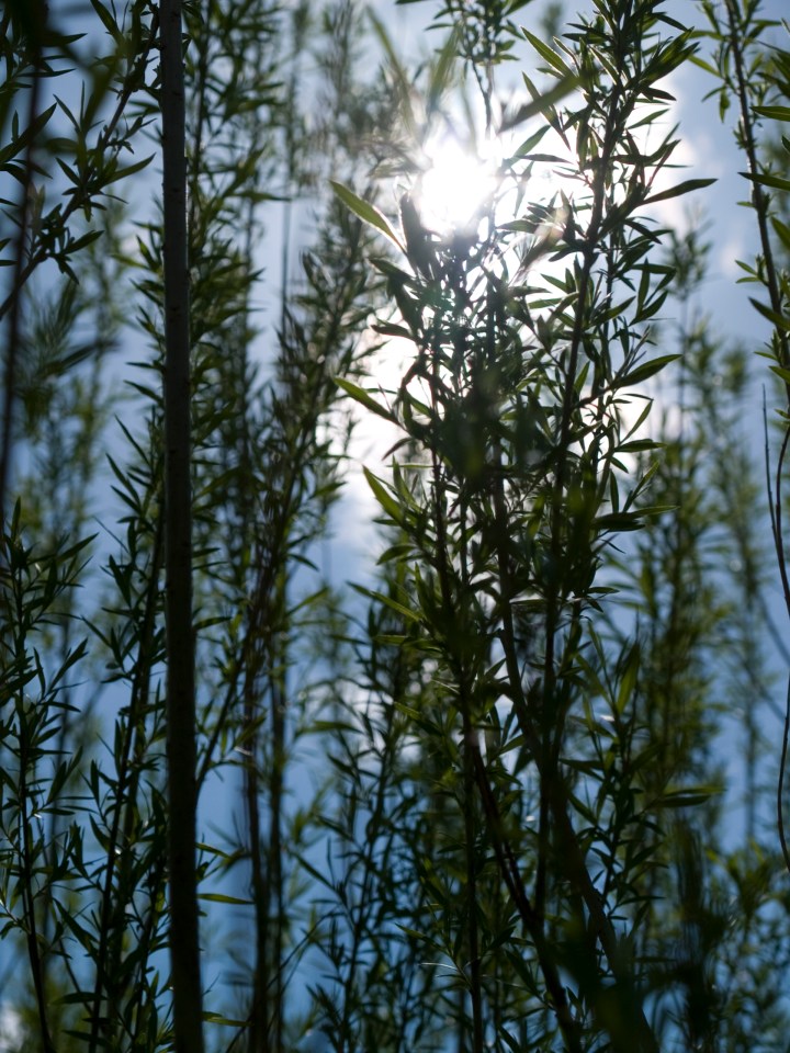 Salixplantering pŒ SLU Ultuna.