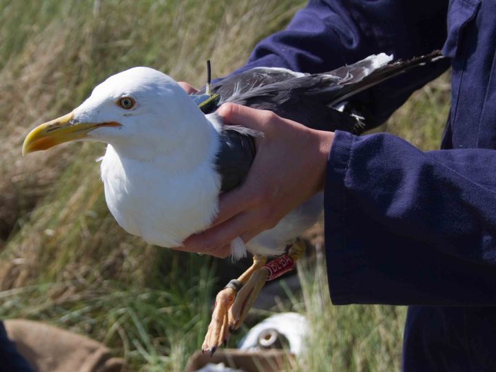 Orford Ness tagged LBB1