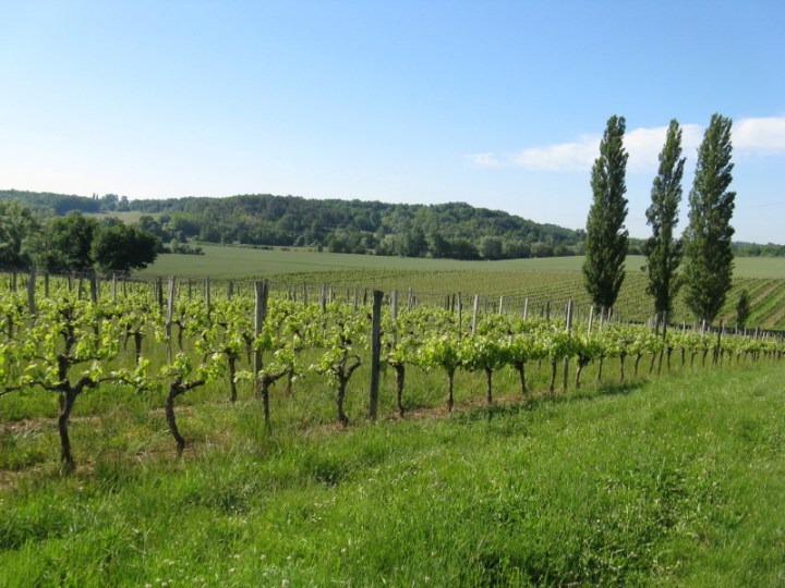 vineyard_aquitaine2