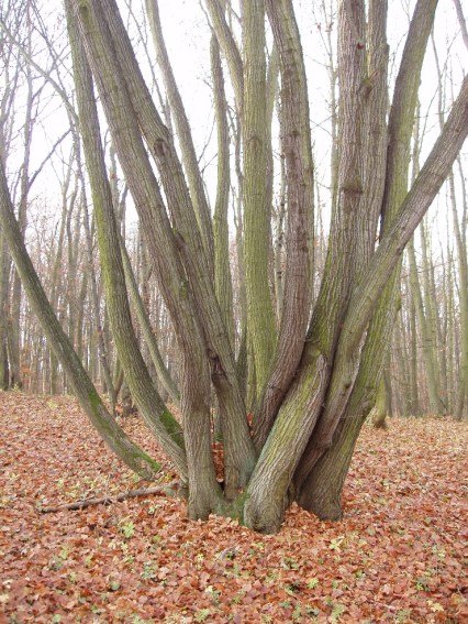 coppiced-forests