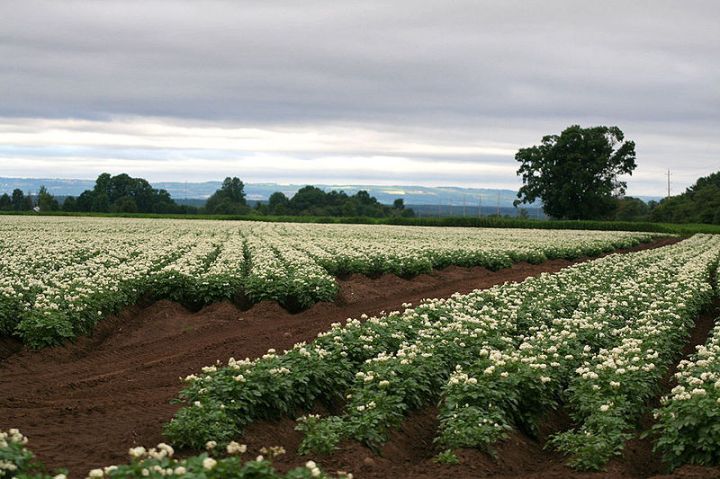 800px-potato_fields_865833262_23b6d0c2ea_o