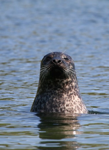 commonseal_tommarshallrspb-images