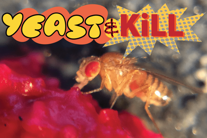 fly yeast & kill 2.png