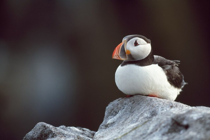 puffin2_andyhayrspb-images