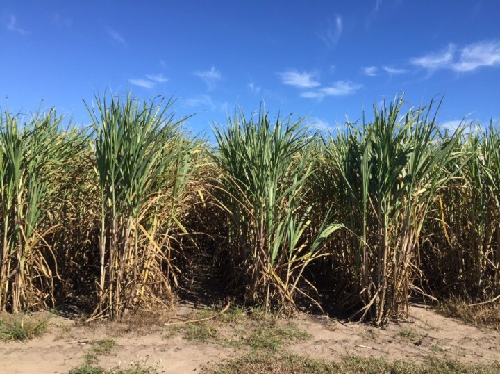 sugarcane_field_queensland-jpg