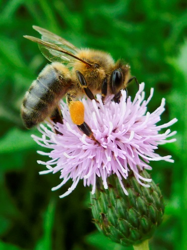 Apis melifera / Cirsium arvense