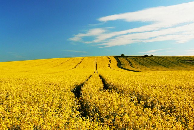 oilseed-rape
