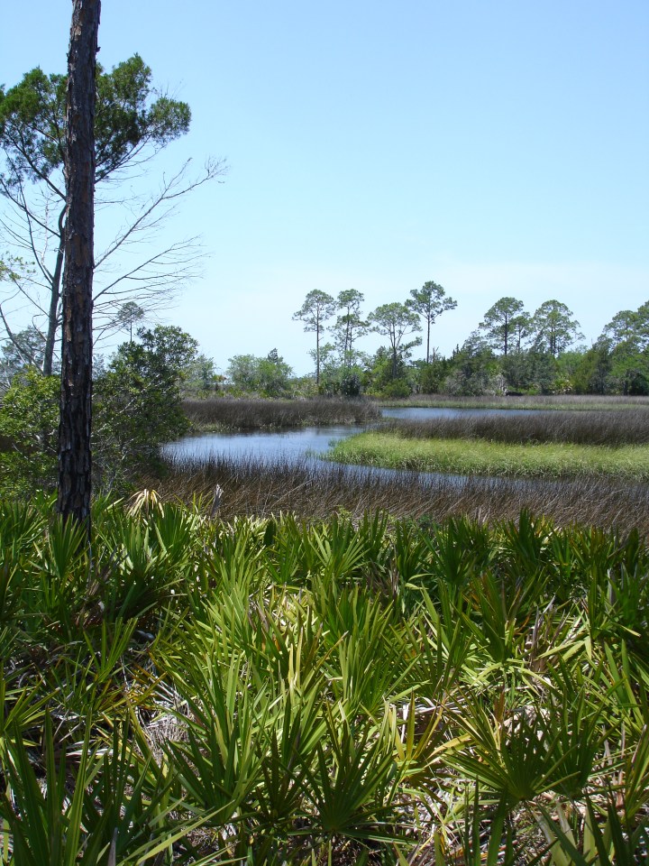 Big Bend Wildlife Management Area