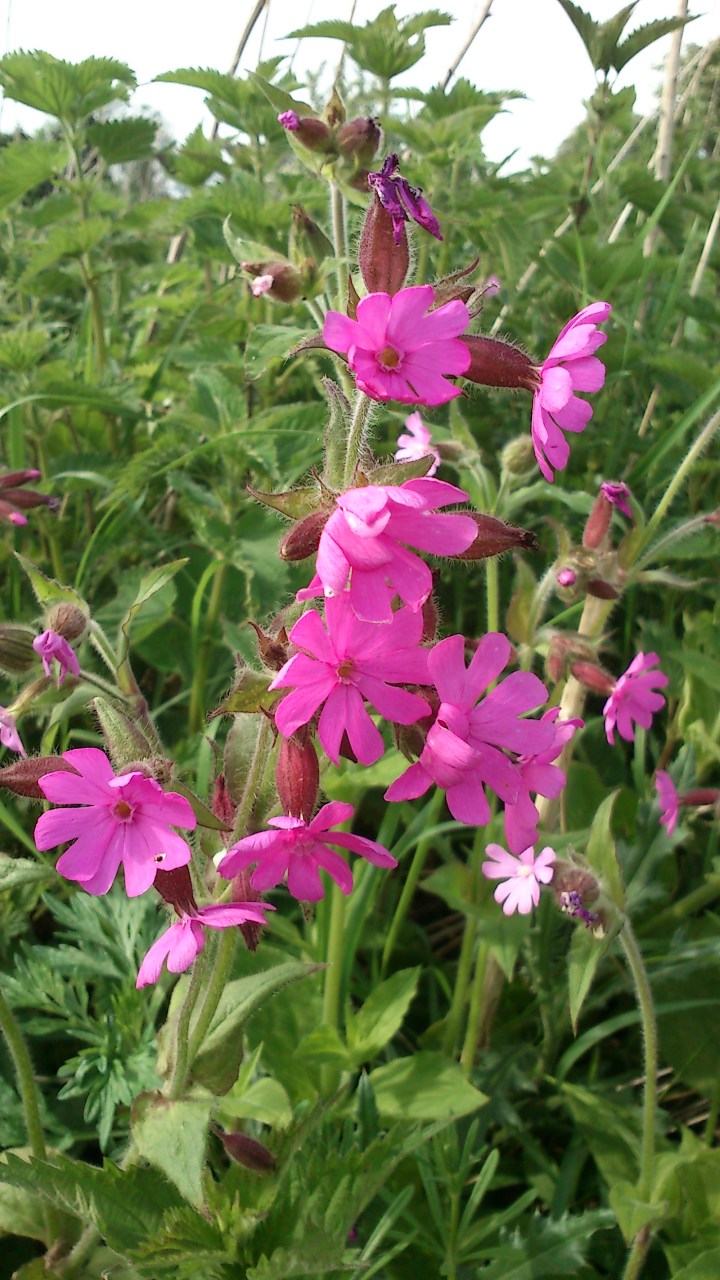Silene_dioica_(Aarhus)