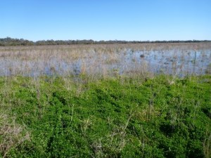 Dawson_wetlands2_May17