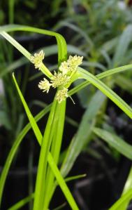 Dawson_wetlands3_May17