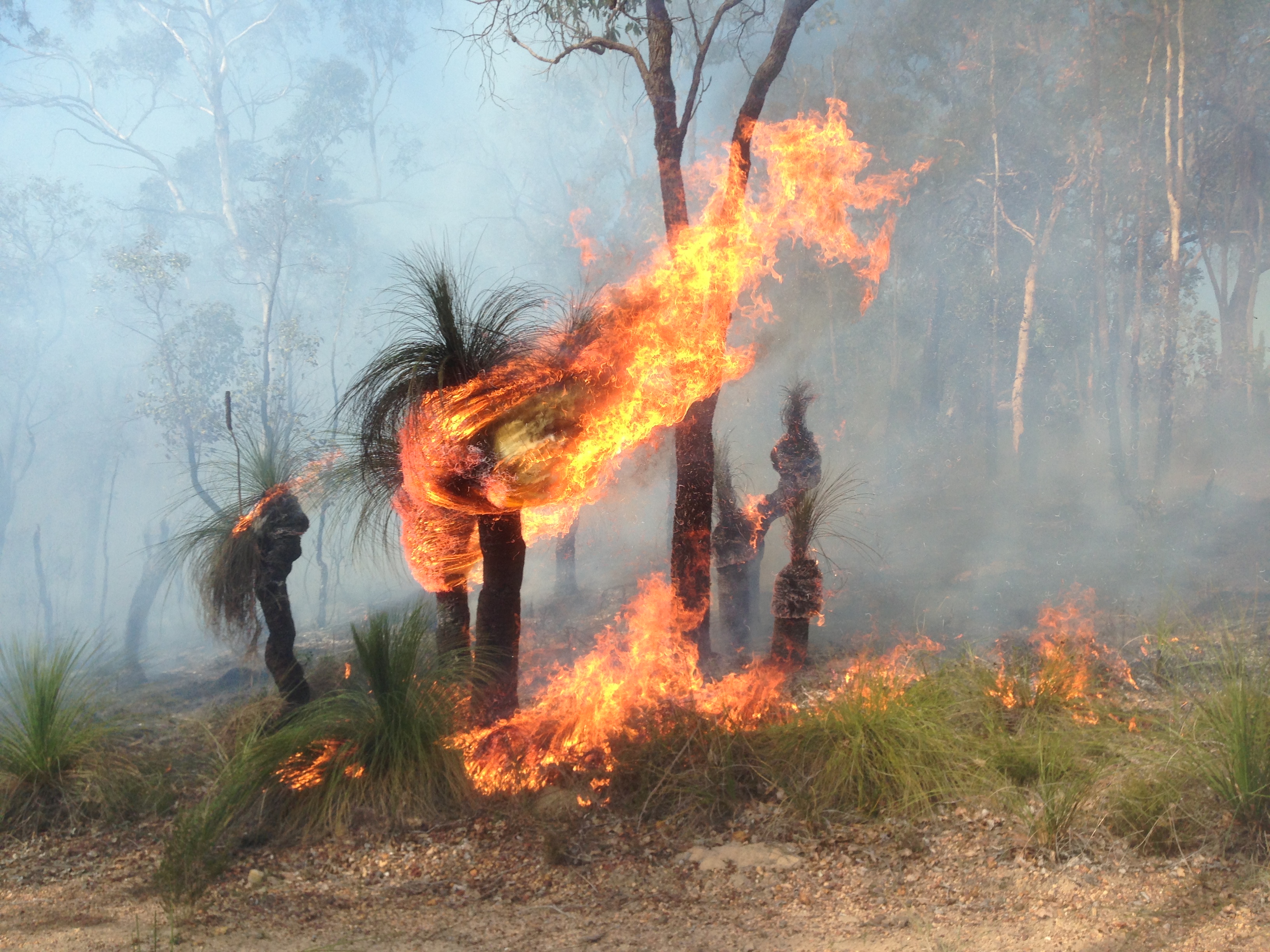 When to burn and where? – The Applied Ecologist