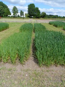 3. oat responses to cc mixtures May 2015
