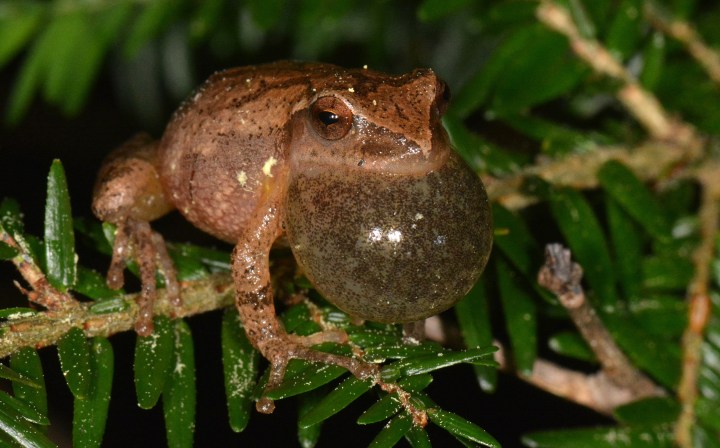 Spring peeper_Jeremy Cohen