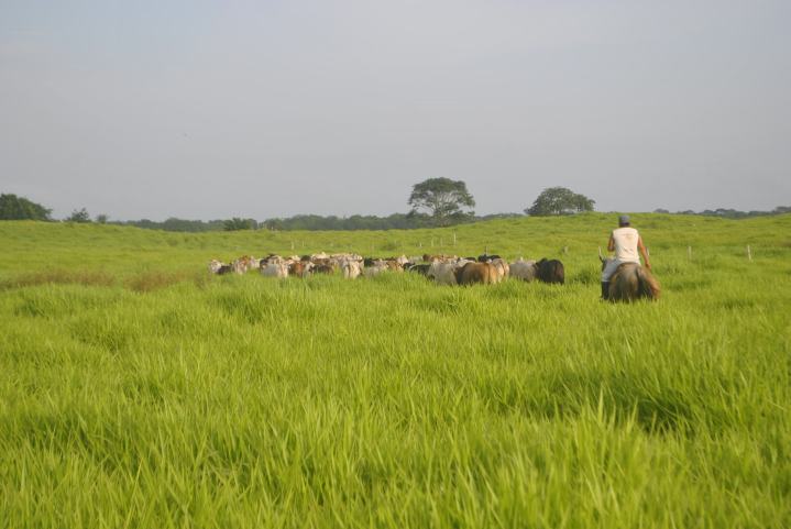 Alvarado et al. 2017-JAE-Conservation in tropical cattle farming landscapes