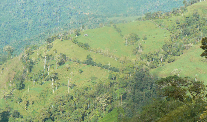 Tree islands for tropical forest restoration: the outlook is rosy after ...