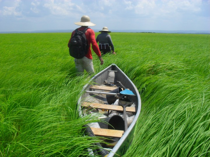 Large deforested areas were replaced with herbaceous vegetation