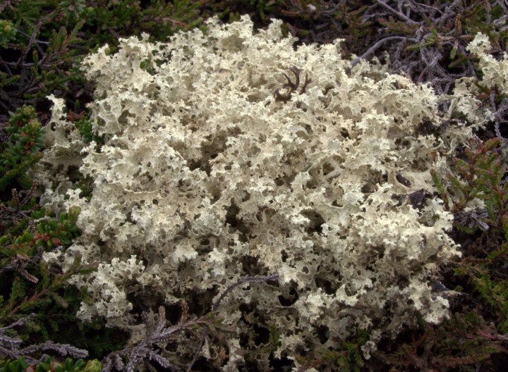 Flavocetraria nivalis