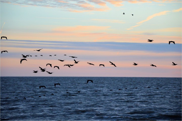 cormorant-13803157233Cn