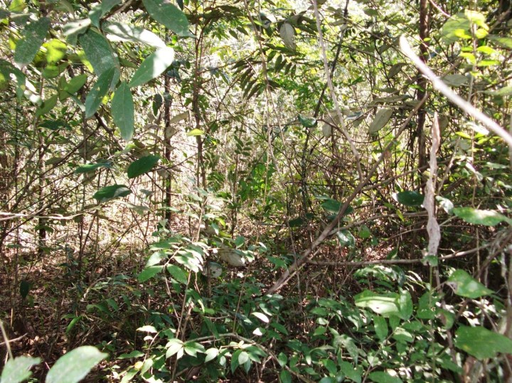 Regenerating savanna - Cava