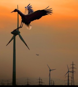 Stork - wind turbine