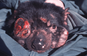 Tasmanian_Devil_Facial_Tumour_Disease - Margaret Stanley