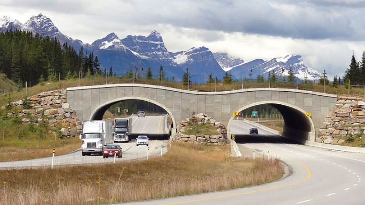 Wildlife_overpass_Trans-Canada_Hwy_between_Banff_and_LakeLouise_Alberta