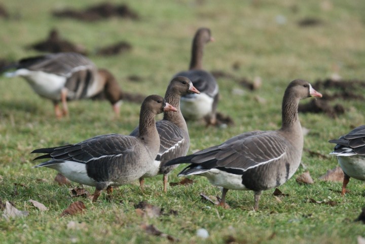 Geese - Helmut Kruckenberg