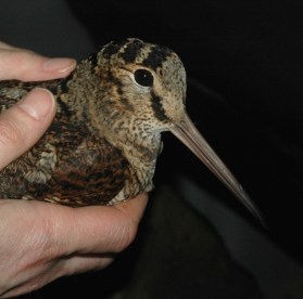 Hoodless_JAE blog_photo2