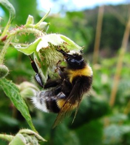 Bombus en flor rota