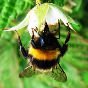 Bombus