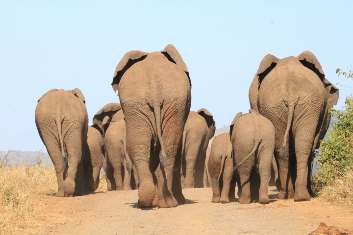 Elephants to water_Tim Kuiper